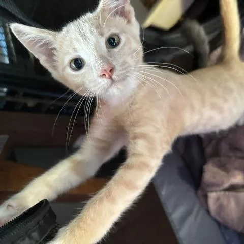 A baby small-sized male Buff / Tan / Fawn Domestic Short Hair cat named Willys for adoption in Jupiter, FL
