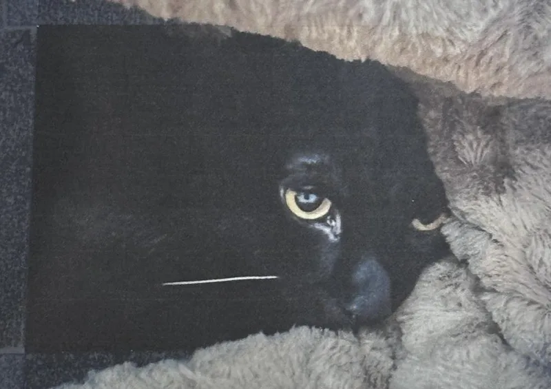 An adult small-sized male Black Domestic Short Hair cat named Shepherd Freeport for adoption in Westbury, NY