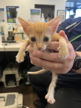 A baby small-sized female Domestic Short Hair cat named Monique for adoption in Atlanta, GA