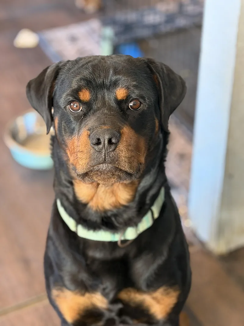 A young large-sized female Rottweiler dog named Ebony for adoption in Ramona, CA