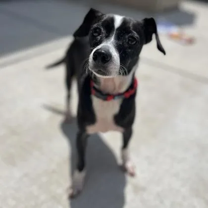 An adult small-sized male Mixed Breed dog named Monty for adoption in Janesville, WI
