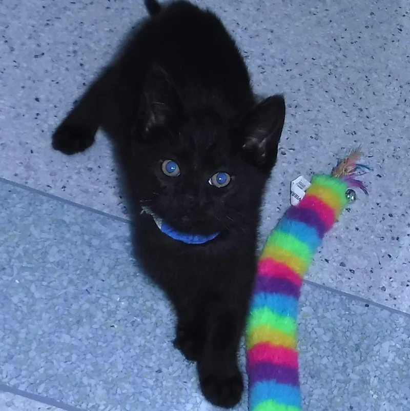 A baby medium-sized male Black Bombay cat named Ash  Playful And for adoption in Hoquiam, WA