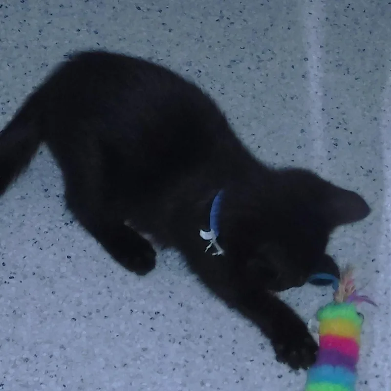Ash  Playful And thumbnail 2