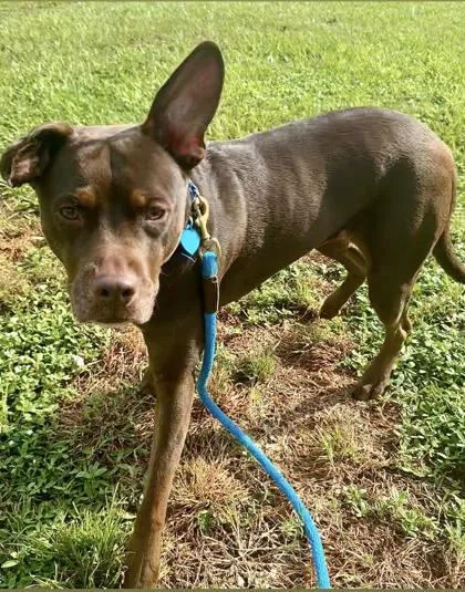 An adult large-sized female Mixed Breed dog named Lola for adoption in Vero Beach, FL
