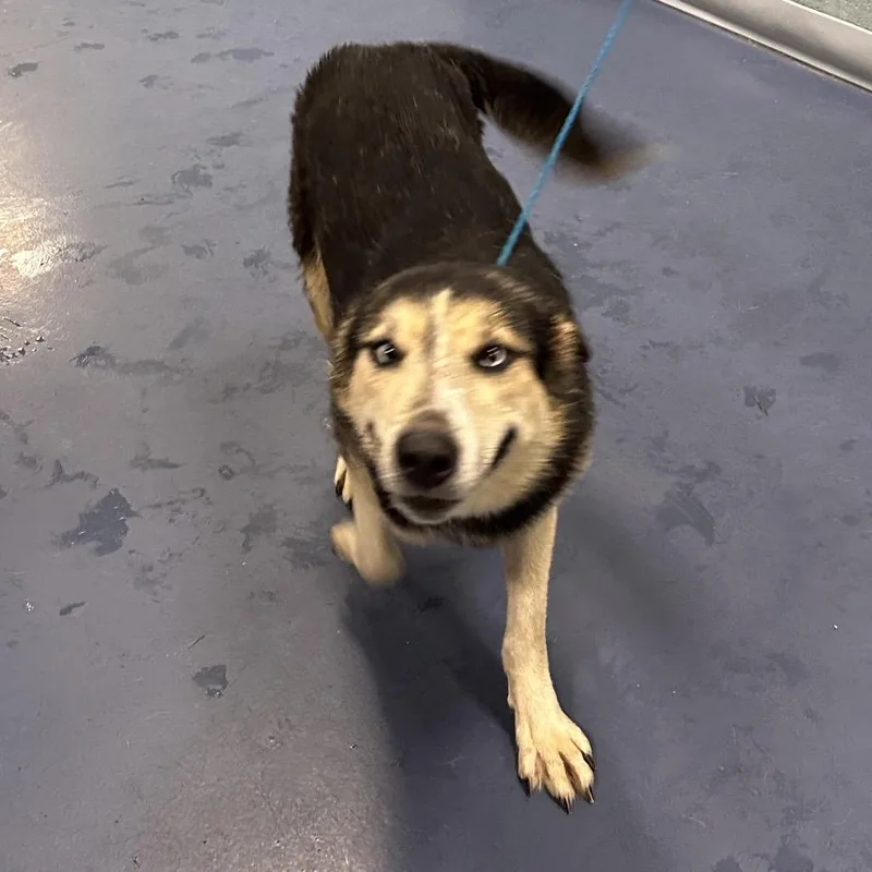 An adult medium-sized female Black German Shepherd Dog dog named Sprigg for adoption in Greensboro, NC