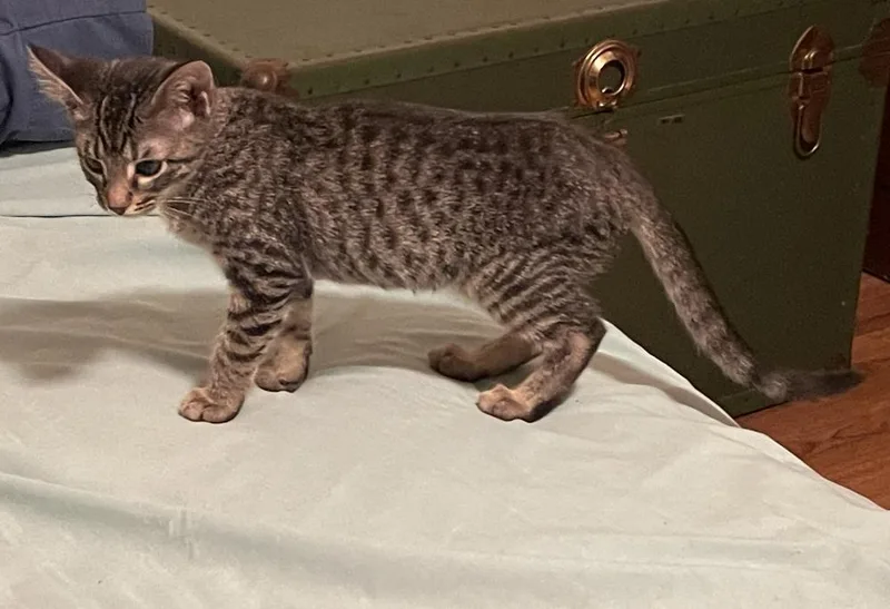 A young medium-sized female Domestic Short Hair cat named Ramona for adoption in Little Rock, AR