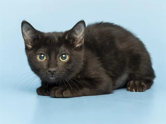 A baby small-sized female Domestic Short Hair cat named Parker for adoption in Phoenix, AZ