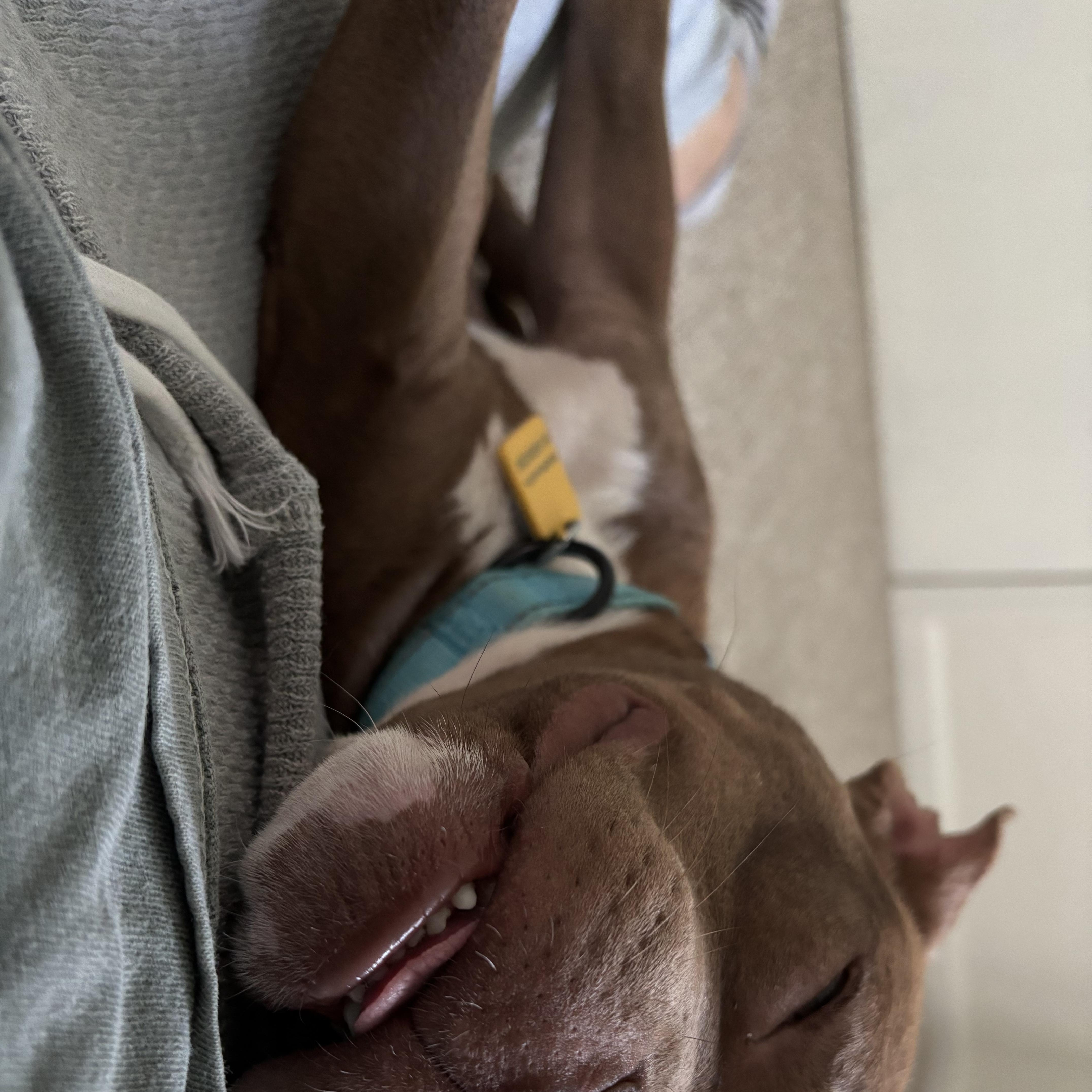 A baby medium-sized male Brown / Chocolate American Bully dog named Mac for adoption in Cleveland, OH
