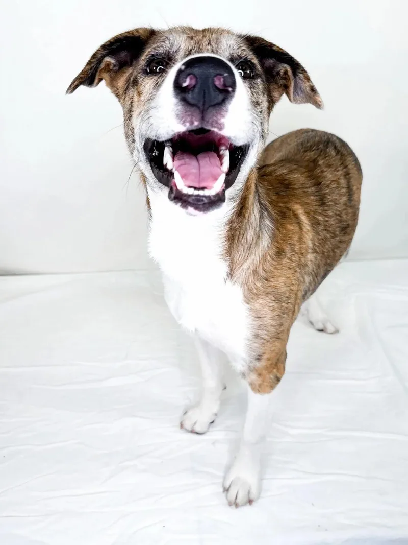 A young large-sized female White / Cream Husky dog named Katara for adoption in Bixby, OK