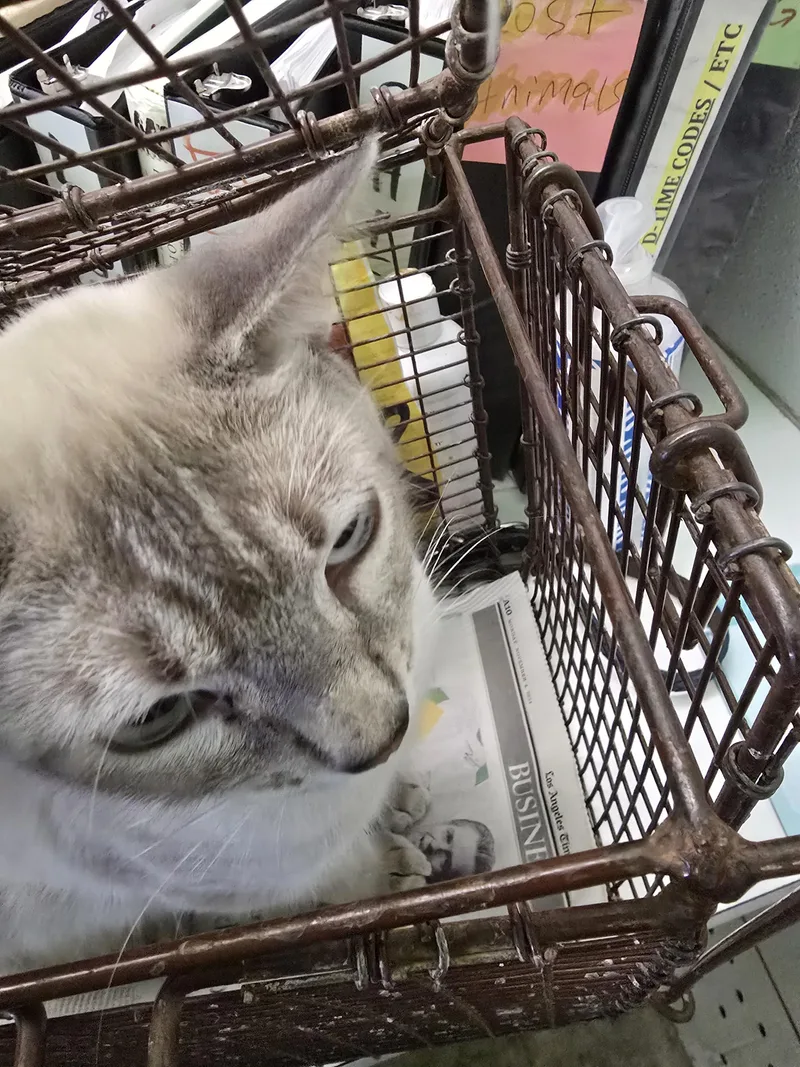 A young small-sized male Domestic Short Hair cat named Sky for adoption in Los Angeles, CA