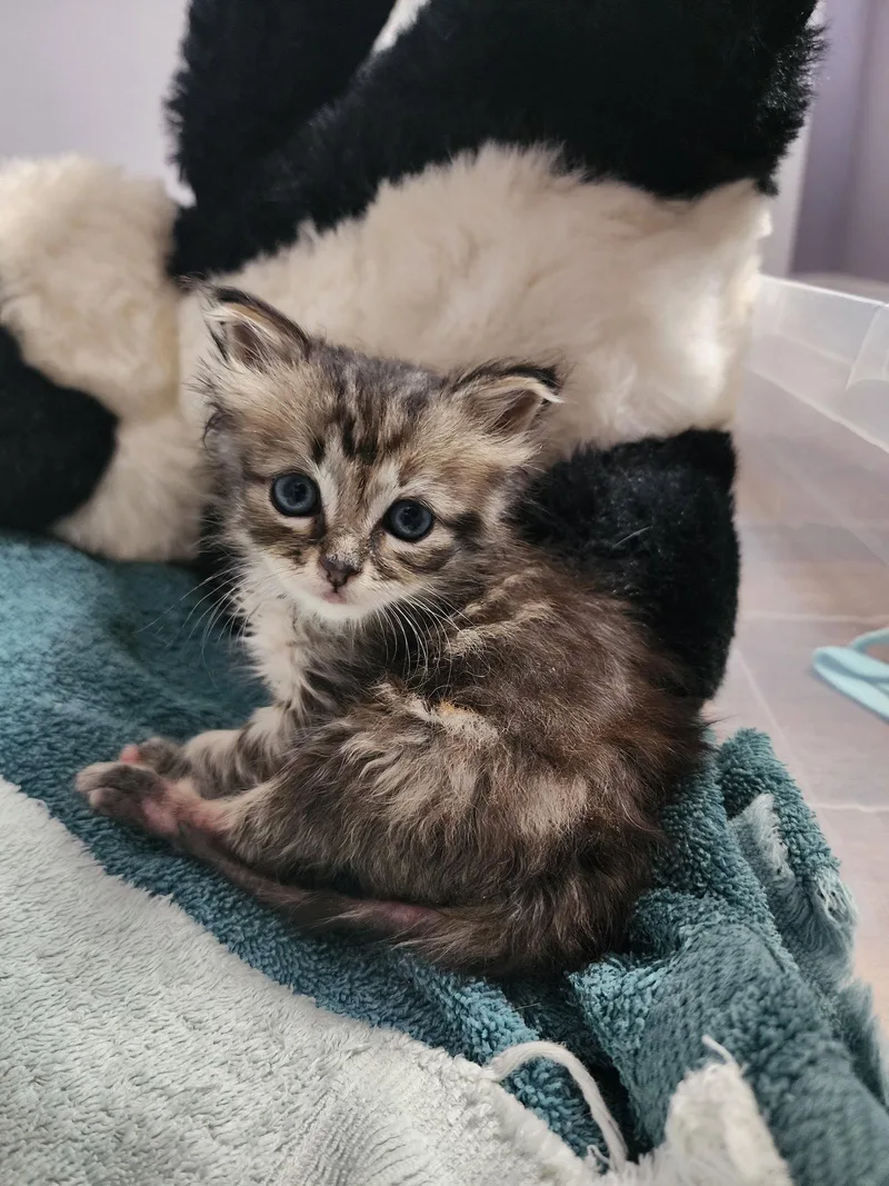 A baby medium-sized female Tabby cat named Shandy for adoption in Rosenberg, TX
