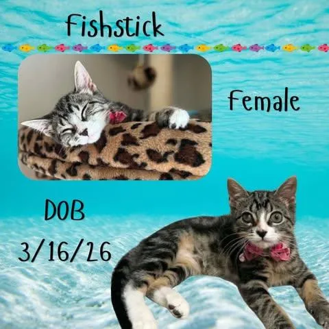 A baby medium-sized female Tabby (Buff / Tan / Fawn) Domestic Short Hair cat named Fishstick for adoption in Caldwell, TX