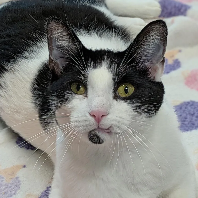A young medium-sized male White Domestic Short Hair cat named Norton for adoption in Lakewood, CO