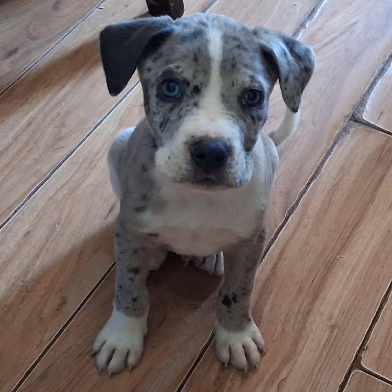 A baby medium-sized male Gray / Blue / Silver Mixed Breed dog named Blue for adoption in East Flat Rock, NC