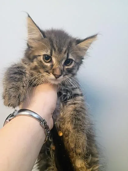 A young small-sized male Domestic Medium Hair cat named Eddie for adoption in Beatrice, NE