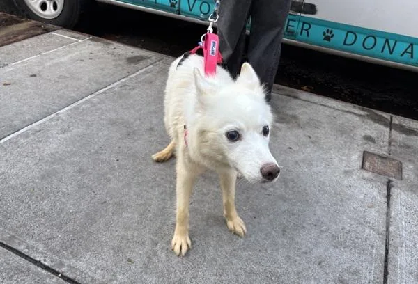 An adult medium-sized female Mixed Breed dog named Showtime for adoption in New York, NY