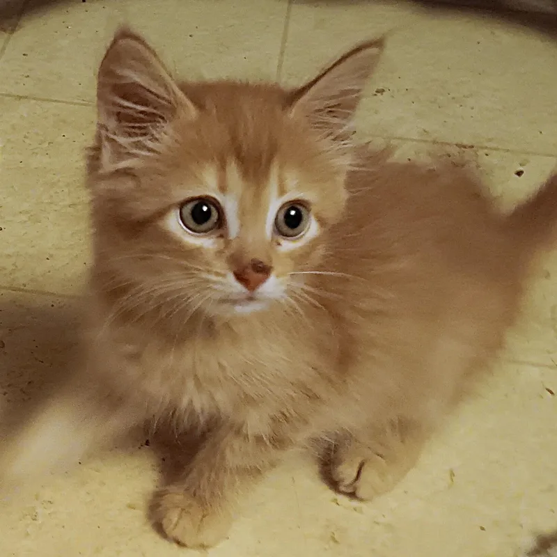 Mango