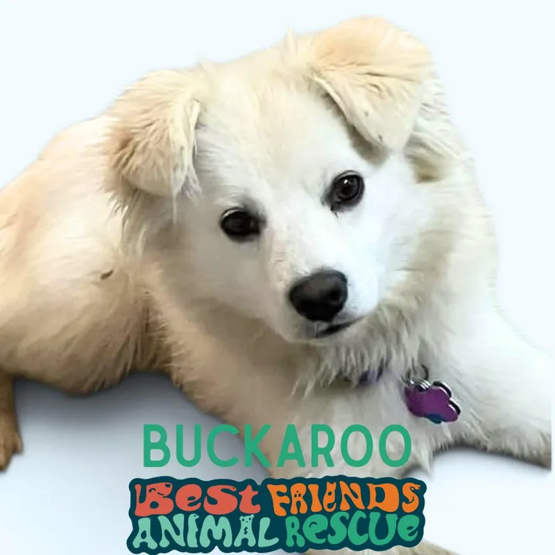 Buckaroo thumbnail 2
