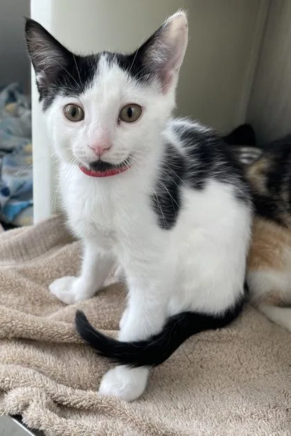 A baby small-sized female Domestic Short Hair cat named ChunLi for adoption in Westland, MI