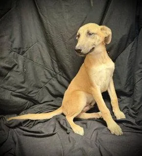 A baby large-sized male Shepherd dog named Camryn for adoption in Pleasanton, TX