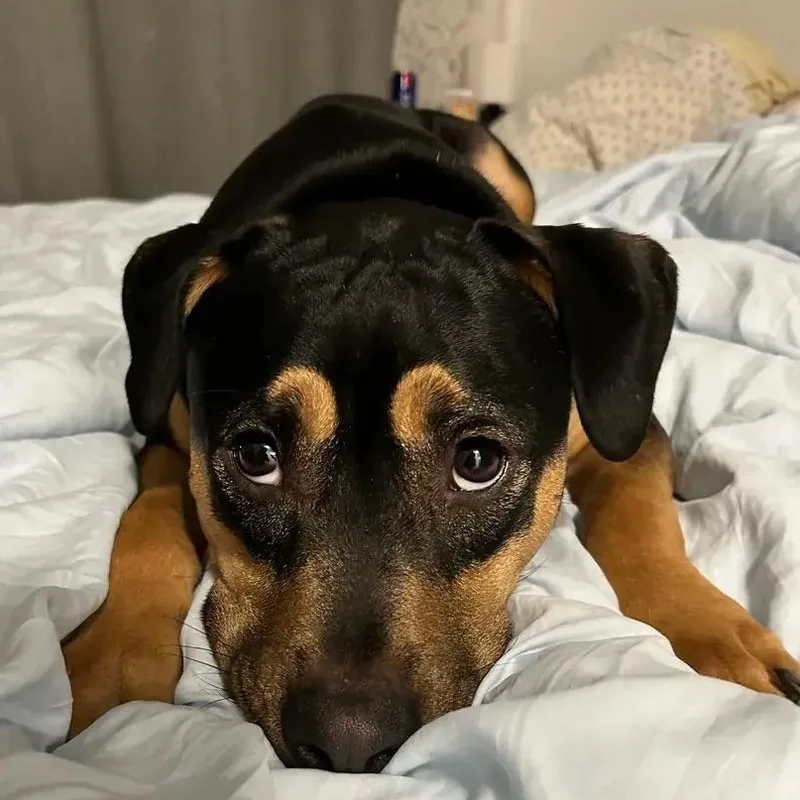 A young medium-sized male Black Rottweiler dog named Lucky for adoption in Polk, OH
