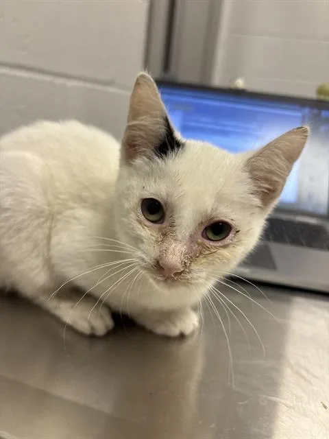 A baby small-sized female Domestic Short Hair cat named Chelito for adoption in Indianapolis, IN