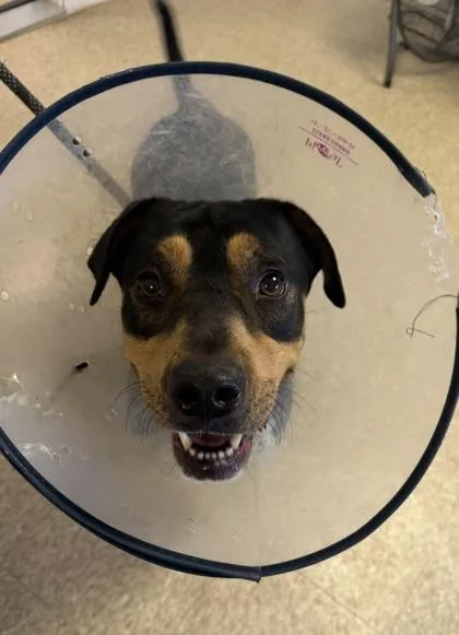 An adult large-sized male Mixed Breed dog named Waffle for adoption in St. Anne, IL