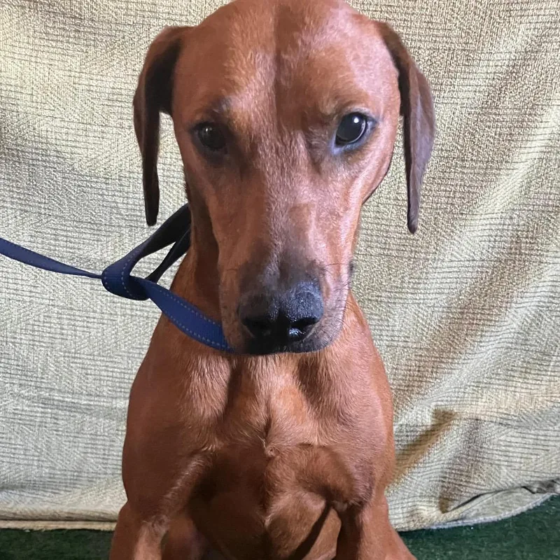 An adult medium-sized female Red / Chestnut / Orange Rhodesian Ridgeback dog named Alondra for adoption in San Diego, CA