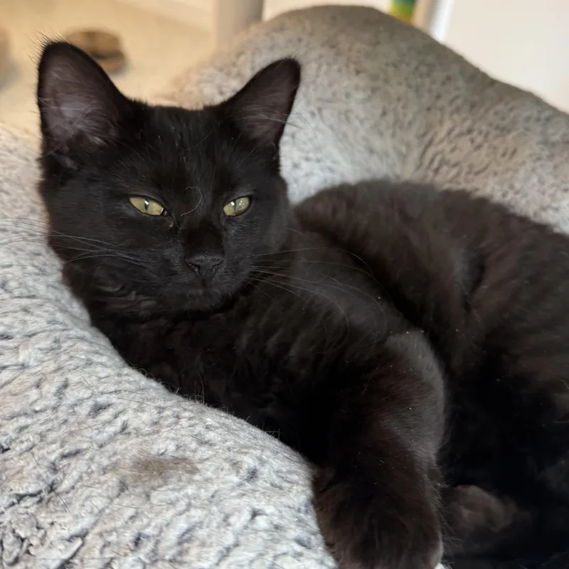 A baby small-sized female Black Domestic Short Hair cat named Bb for adoption in North Haven, CT
