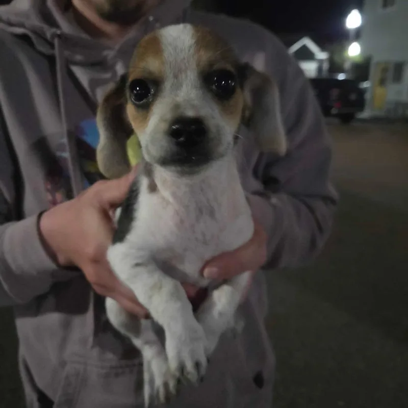 A baby small-sized male Chihuahua dog named Bobby for adoption in Pacifica, CA