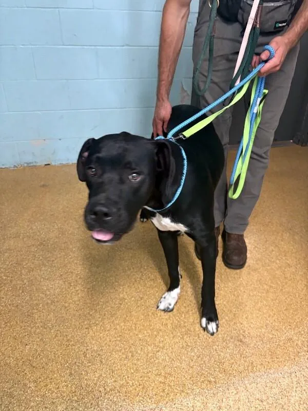 An adult large-sized male Black Mixed Breed dog named Brutus for adoption in Cincinnati, OH