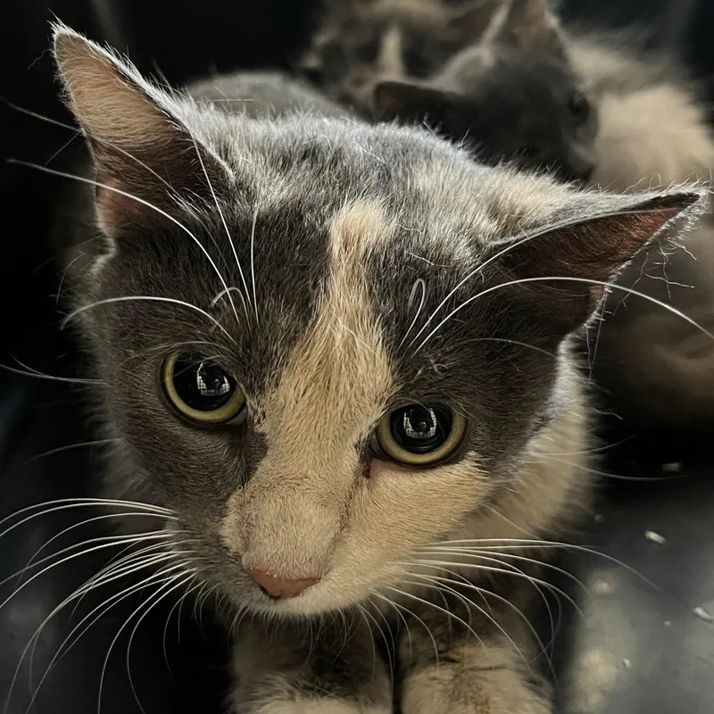 An adult medium-sized female Calico Domestic Short Hair cat named Nesta for adoption in Dearborn, MI