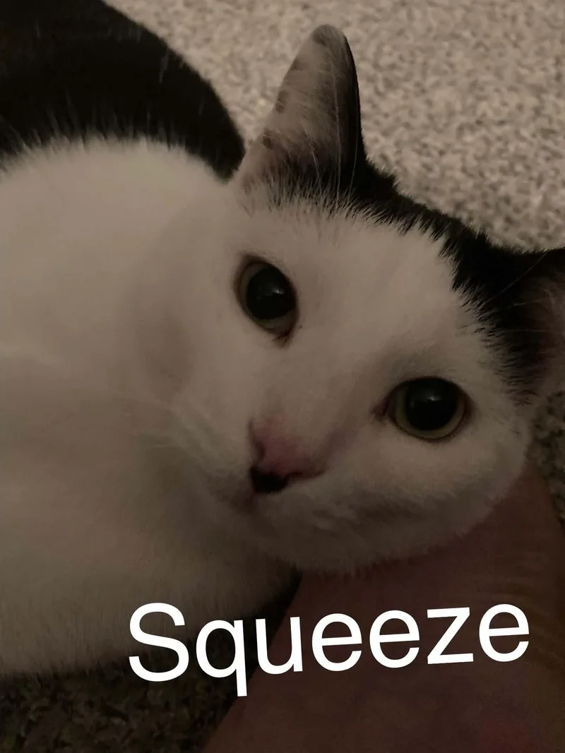Squeeze