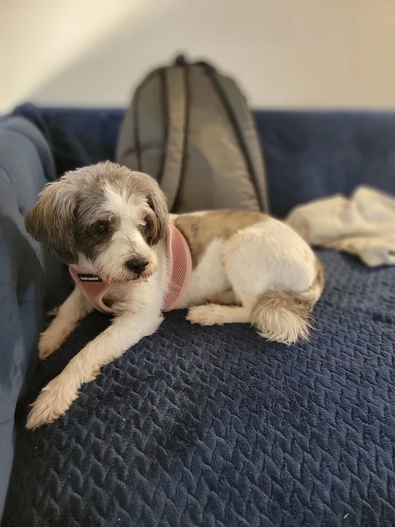 A senior small-sized female Poodle dog named Bailey for adoption in Cuyahoga Falls, OH