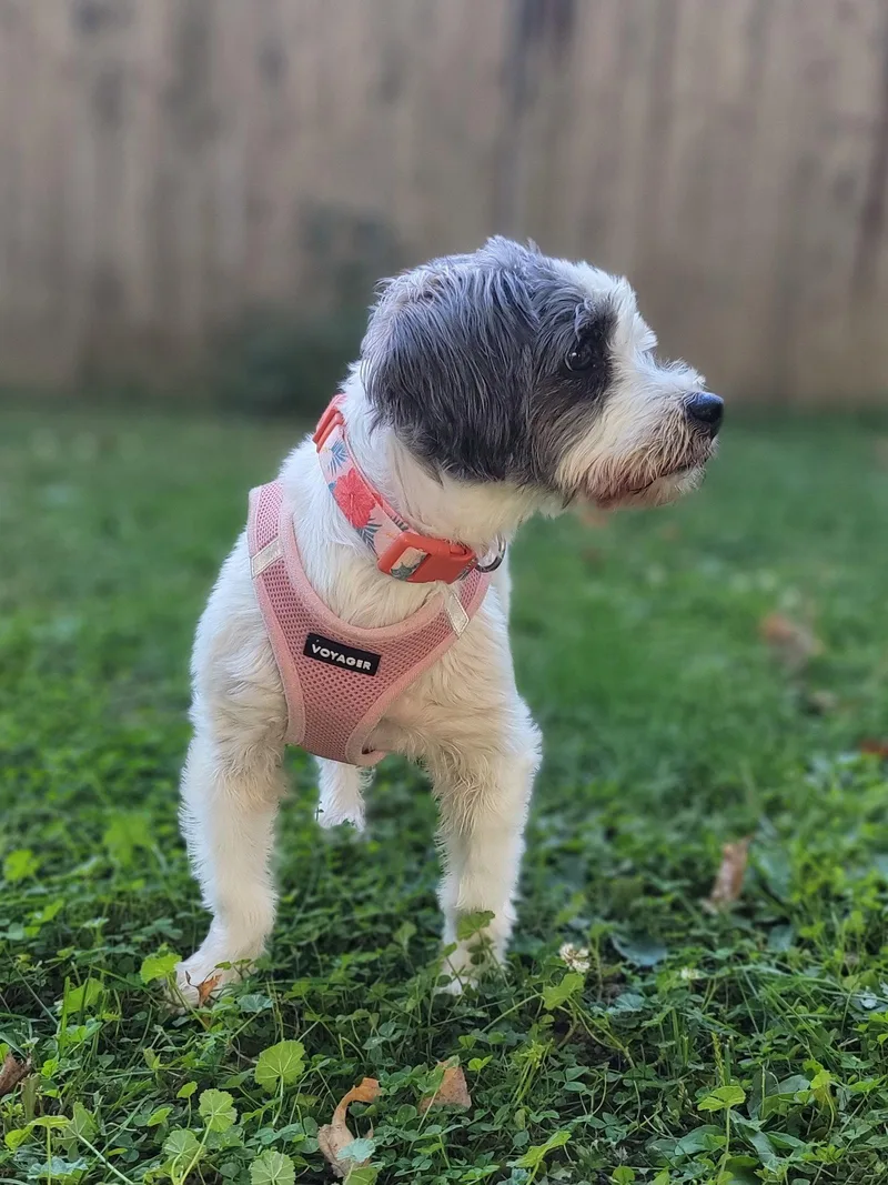 Bailey thumbnail 2