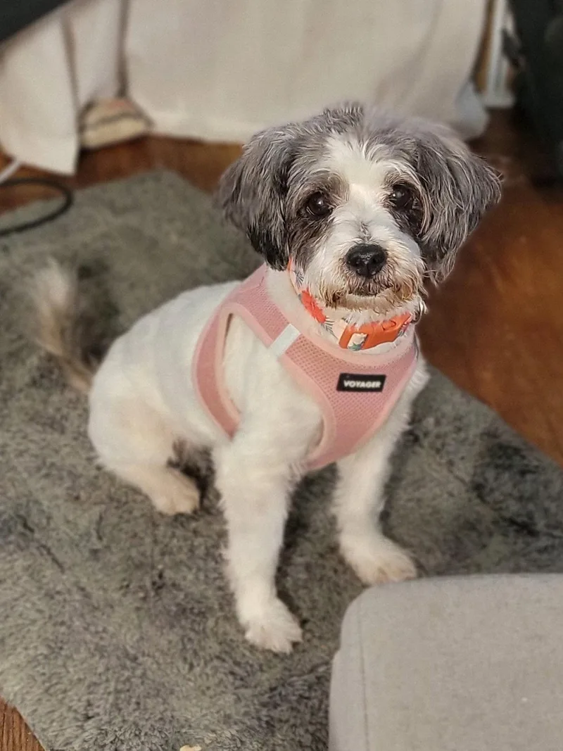 Bailey thumbnail 3