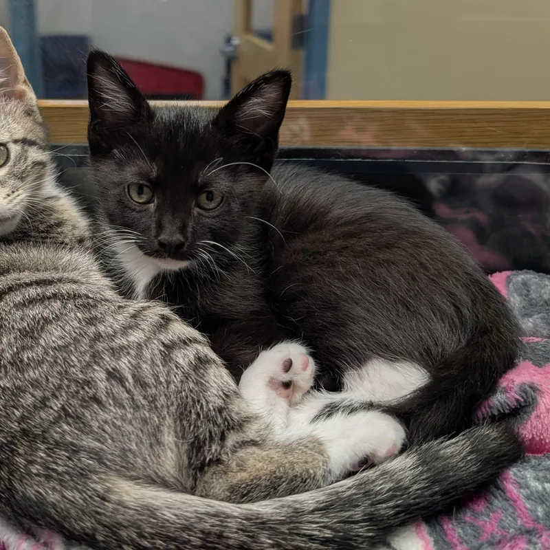 A baby medium-sized female Black & White / Tuxedo Domestic Short Hair cat named Fries for adoption in Suffolk, VA