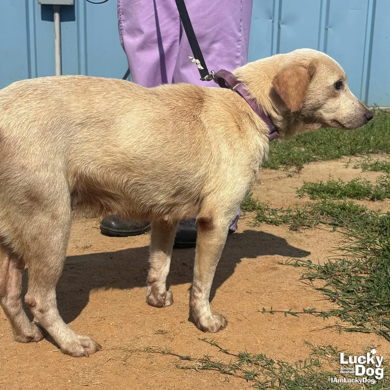 An adult small-sized female Labrador Retriever dog named Spunky for adoption in Washington, DC