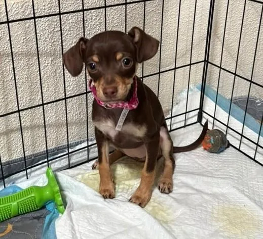 Paulina  Puppy