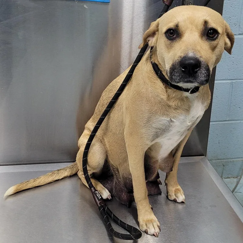 An adult large-sized female Apricot / Beige Mixed Breed dog named Victoria for adoption in Orangeburg, SC