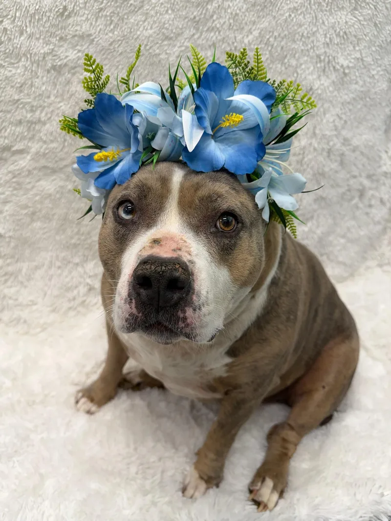 A senior large-sized male Brindle Pit Bull Terrier dog named Larry Tag for adoption in Central Islip, NY