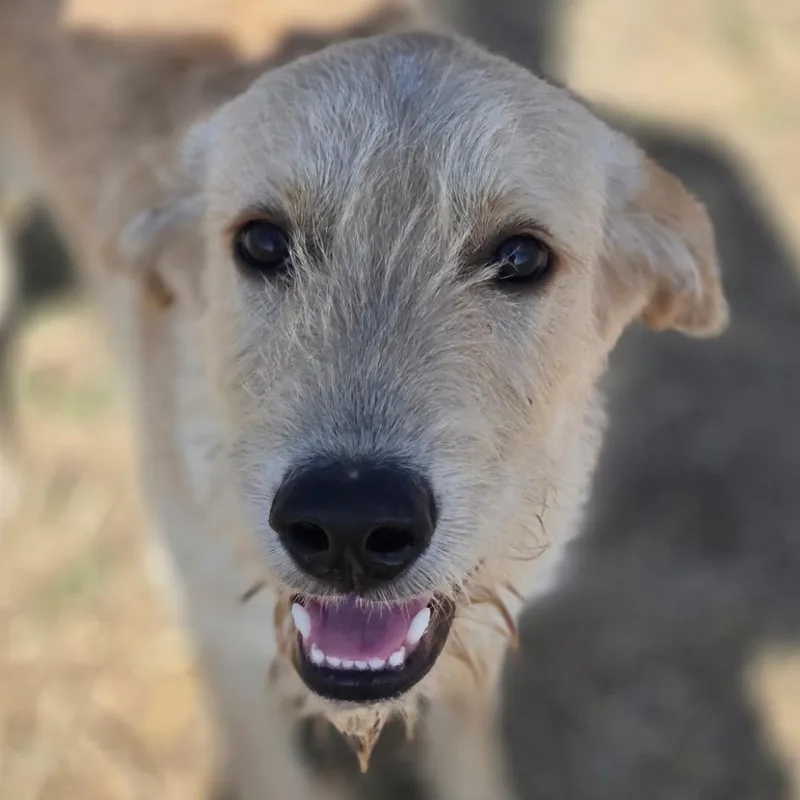 An adult medium-sized male Yellow / Tan / Blond / Fawn Mixed Breed dog named Teddy for adoption in Midland, TX