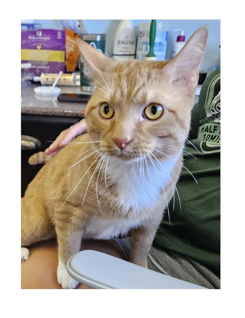 An adult large-sized male Tabby (Orange / Red) American Shorthair cat named Walker for adoption in Lawrenceburg, KY