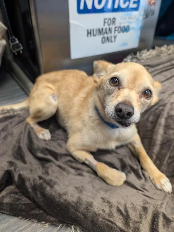 A senior small-sized male Chihuahua dog named Mark for adoption in San Diego, CA