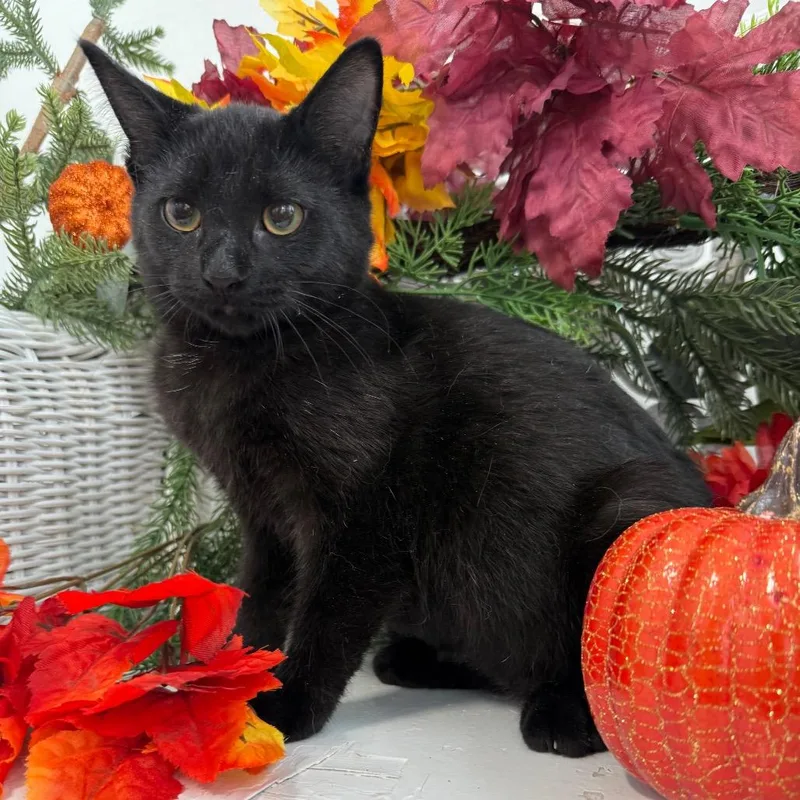 A baby small-sized female Black Domestic Short Hair cat named Brioche Limon for adoption in Eaton Rapids, MI
