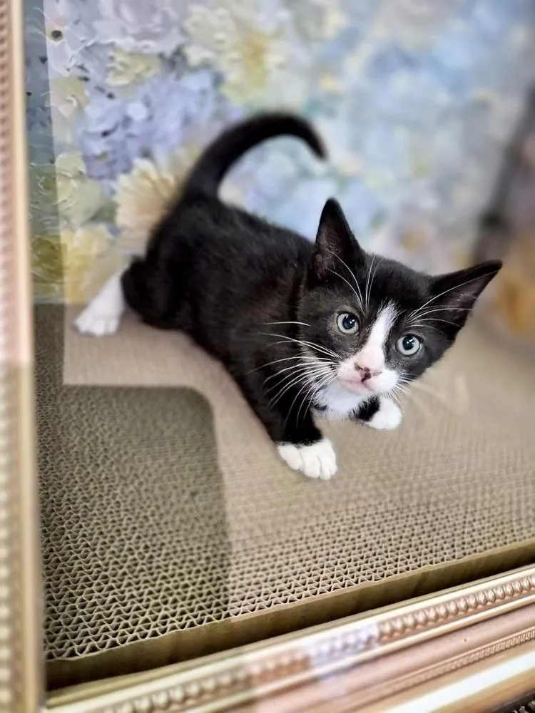 A baby small-sized male Black & White / Tuxedo Domestic Short Hair cat named Hunter for adoption in Patchogue, NY