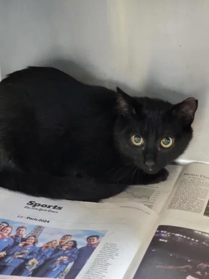 An adult medium-sized male Domestic Short Hair cat named Rhino for adoption in Largo, FL