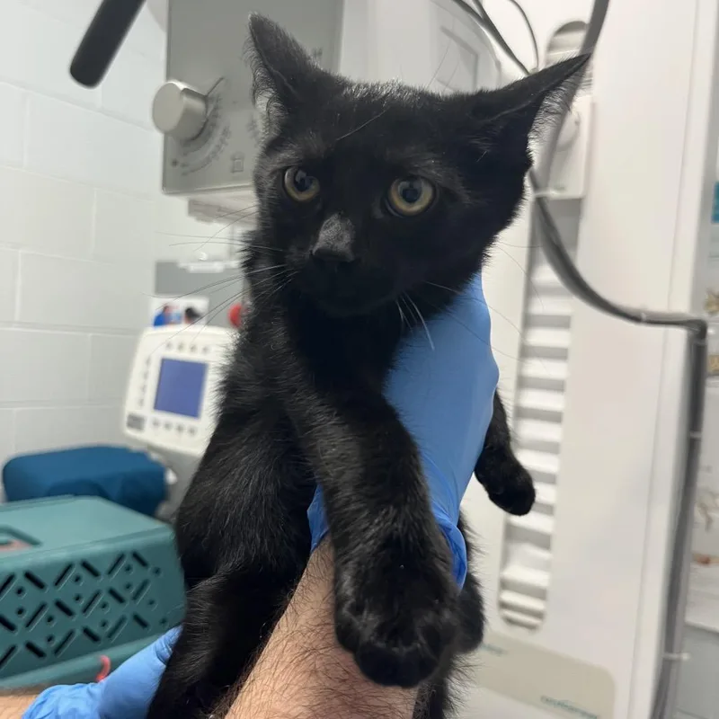 A baby small-sized male Black Domestic Short Hair cat named Spongebob for adoption in Marshall, VA