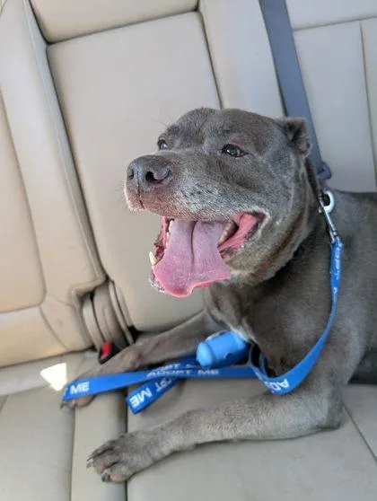 A senior large-sized female Gray / Blue / Silver Pit Bull Terrier dog named Jordan for adoption in Kansas City, MO