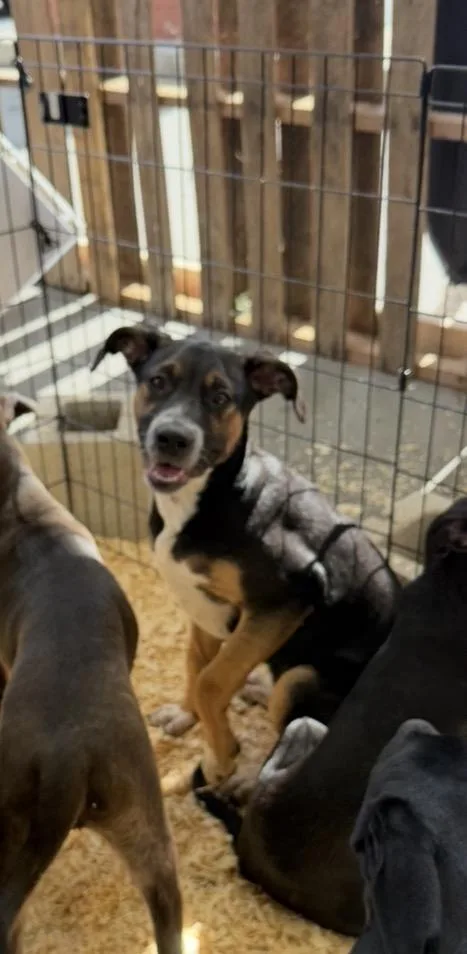 A baby medium-sized female Australian Shepherd dog named Mizzy for adoption in Wonder Lake, IL